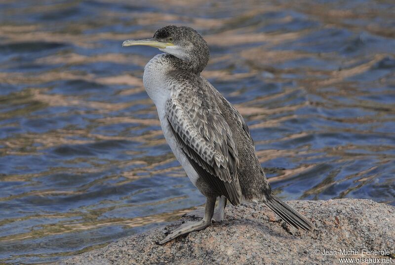 European Shag