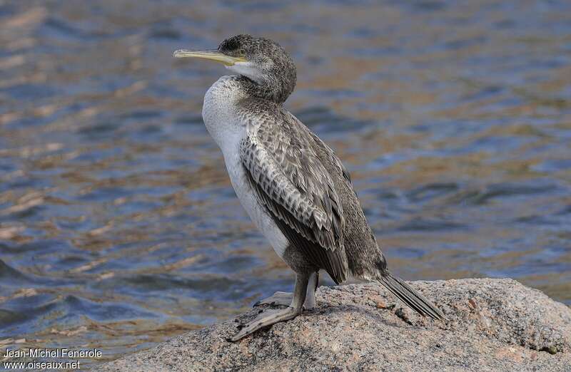 European Shag