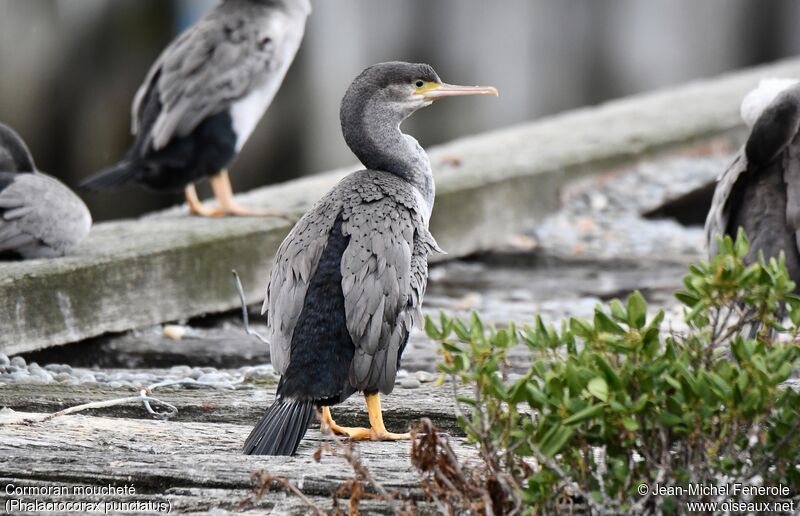 Spotted Shag