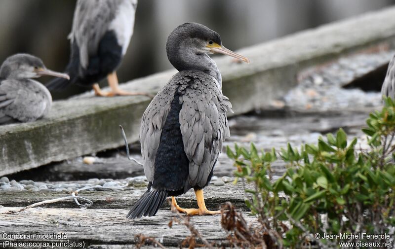 Spotted Shag