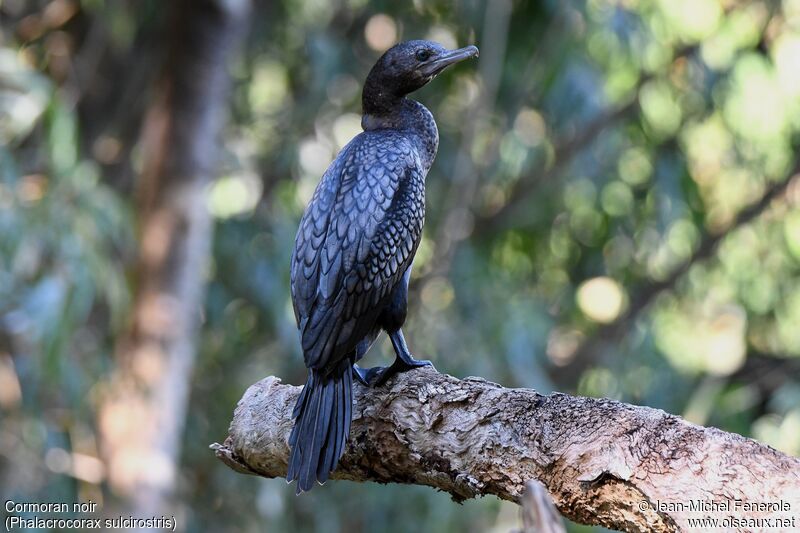 Little Black Cormorant