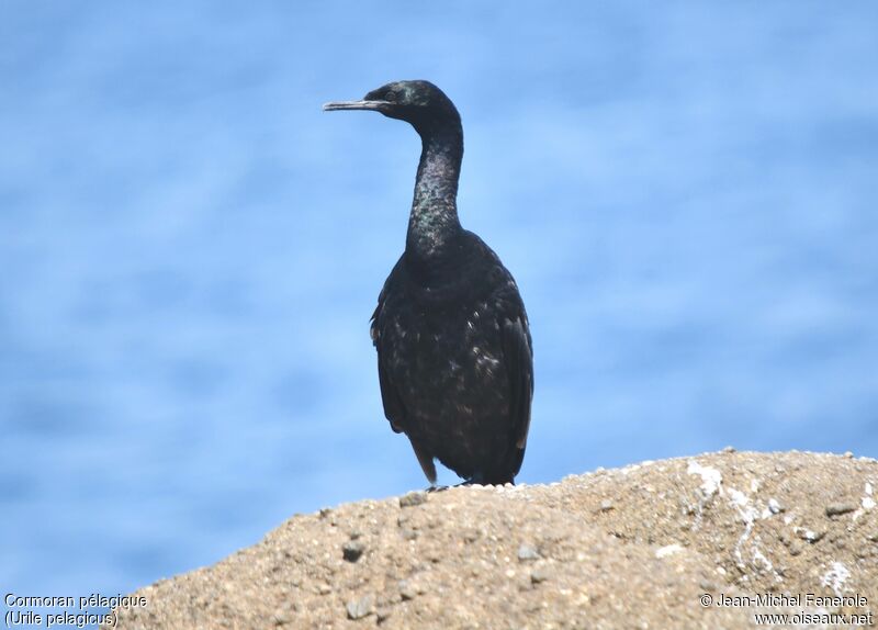 Cormoran pélagique