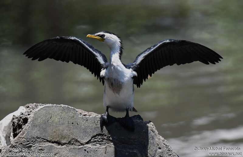 Little Pied Cormorant