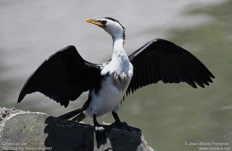 Little Pied Cormorant