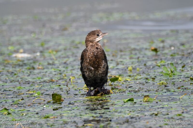 Pygmy Cormorant