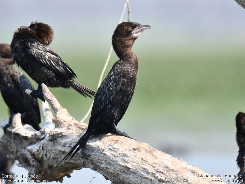 Pygmy Cormorant