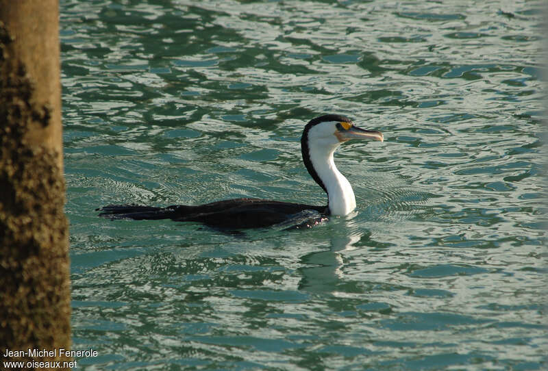 Cormoran variéadulte, nage