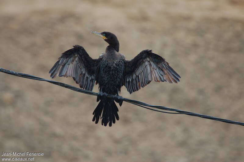 Cormoran viguaimmature, mue, Comportement