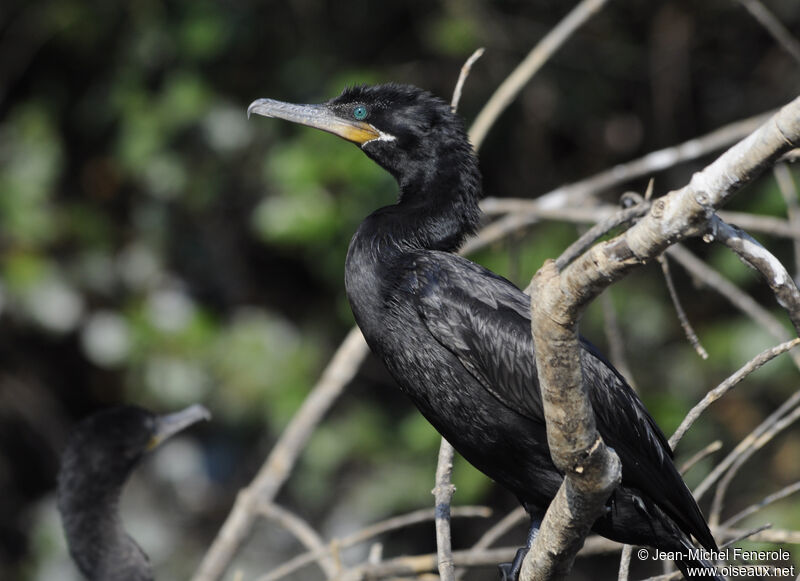 Neotropic Cormorant