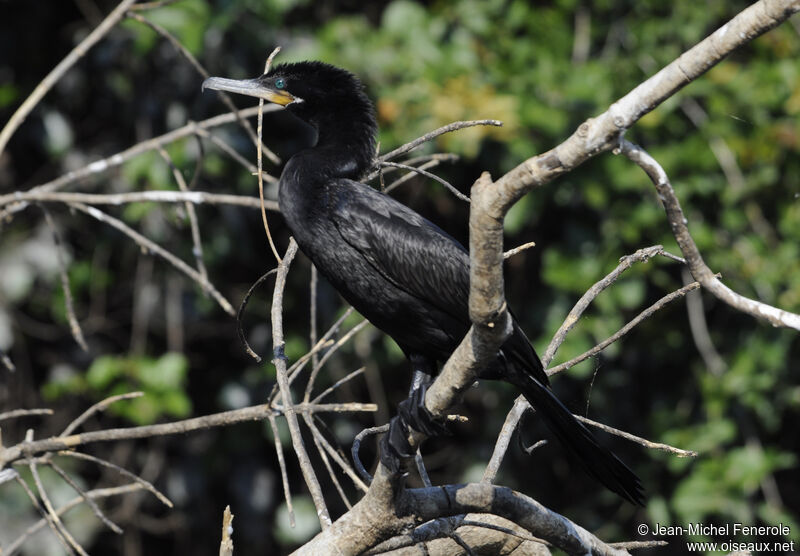 Neotropic Cormorant