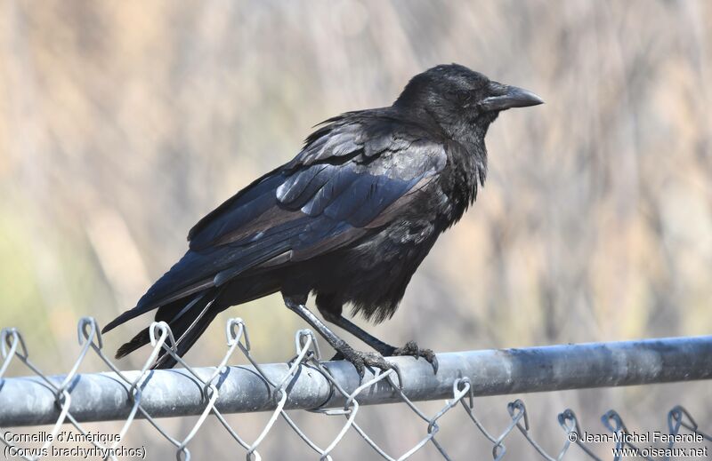 American Crow