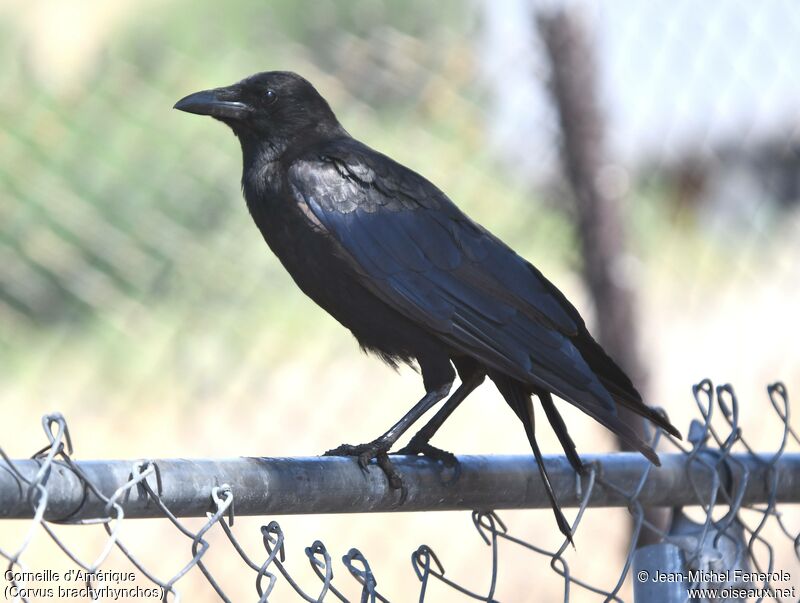 American Crow