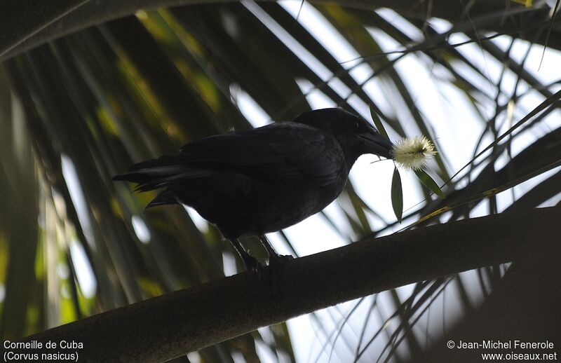 Cuban Crow