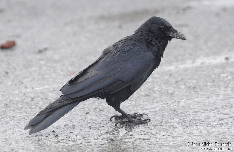 Fish Crow