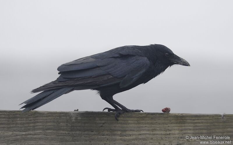 Fish Crow