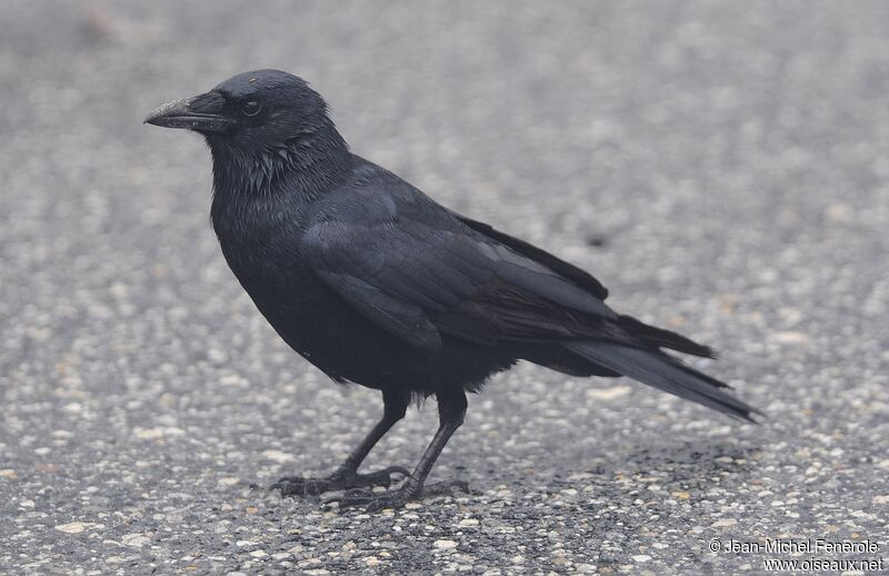 Fish Crow