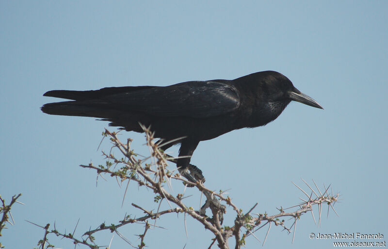 Cape Crow