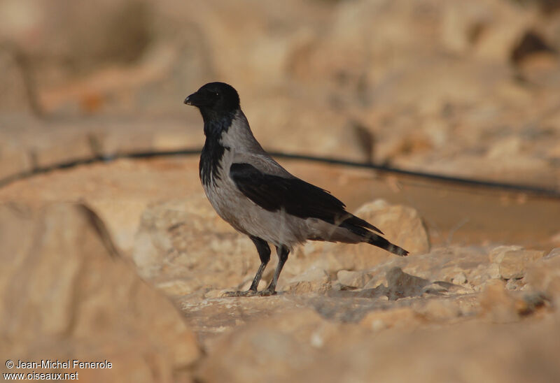 Hooded Crow