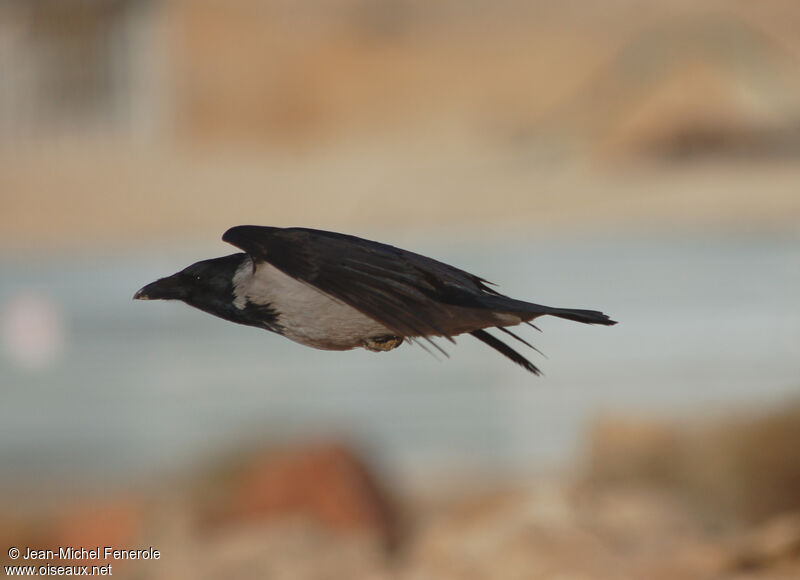 Hooded Crow