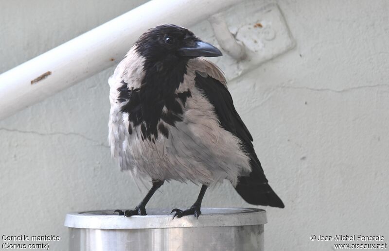 Hooded Crow