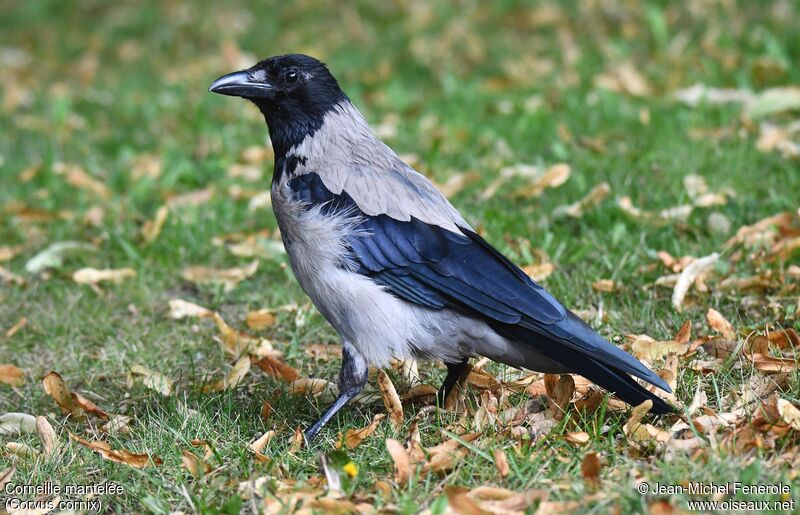 Hooded Crow