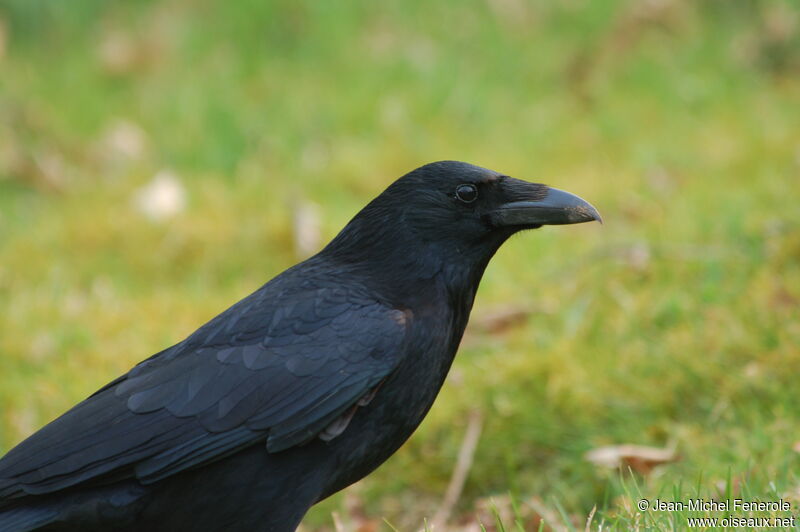 Carrion Crow