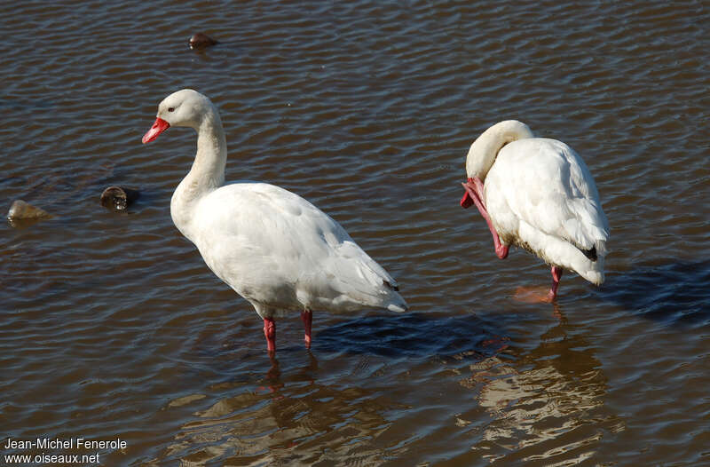 Coscoroba Swanadult, pigmentation