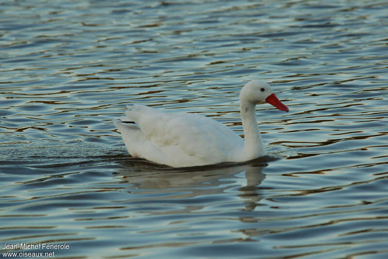 Coscoroba Swanadult, pigmentation, swimming