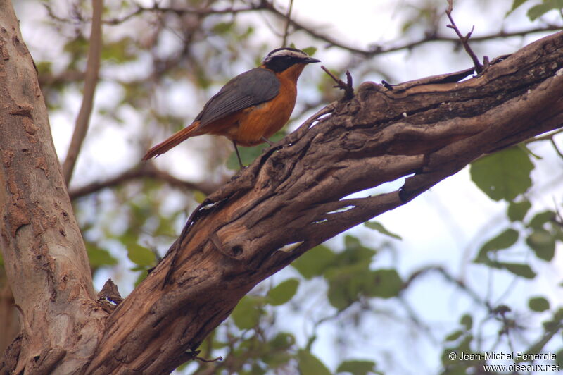 White-browed Robin-Chat