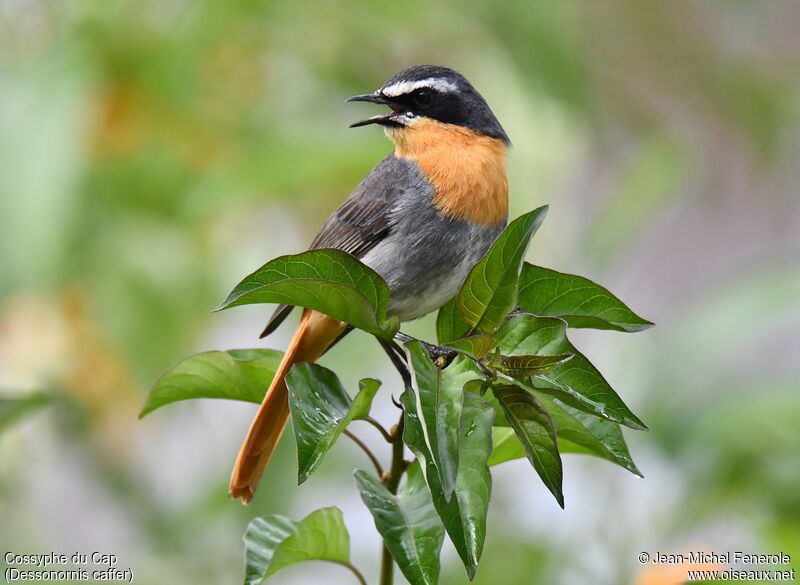 Cape Robin-Chat