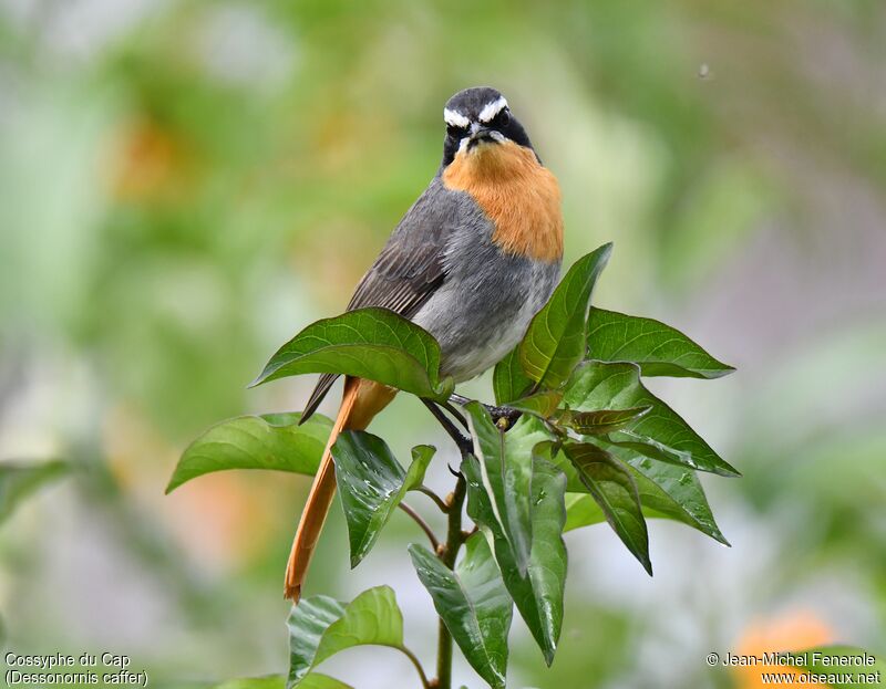 Cape Robin-Chat