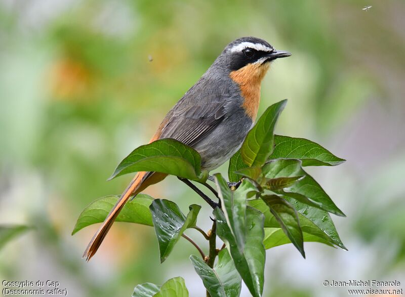 Cape Robin-Chat