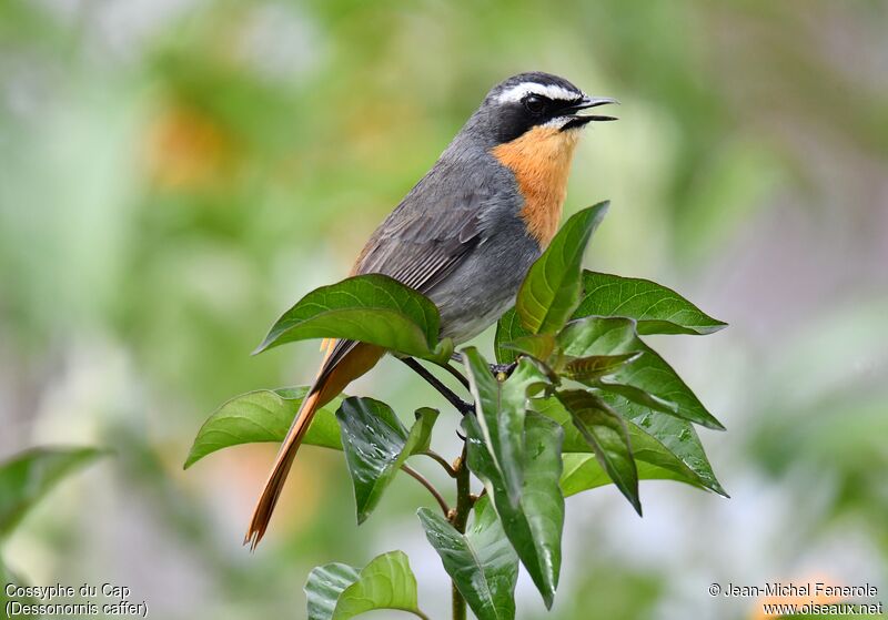 Cape Robin-Chat