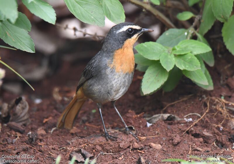 Cape Robin-Chat