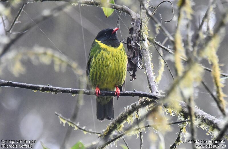 Cotinga vert et noir