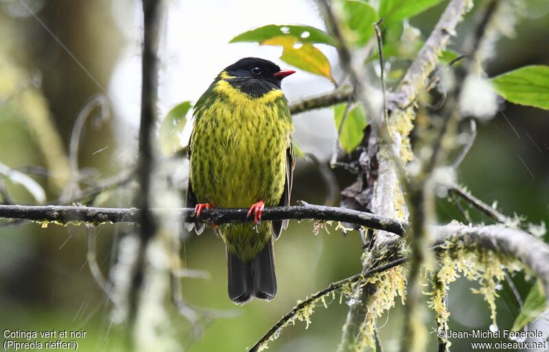 Green-and-black Fruiteater