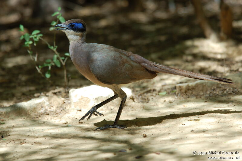 Coua à tête oliveadulte, identification