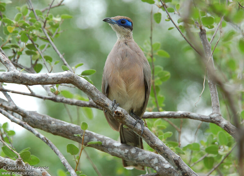 Coua à tête oliveadulte