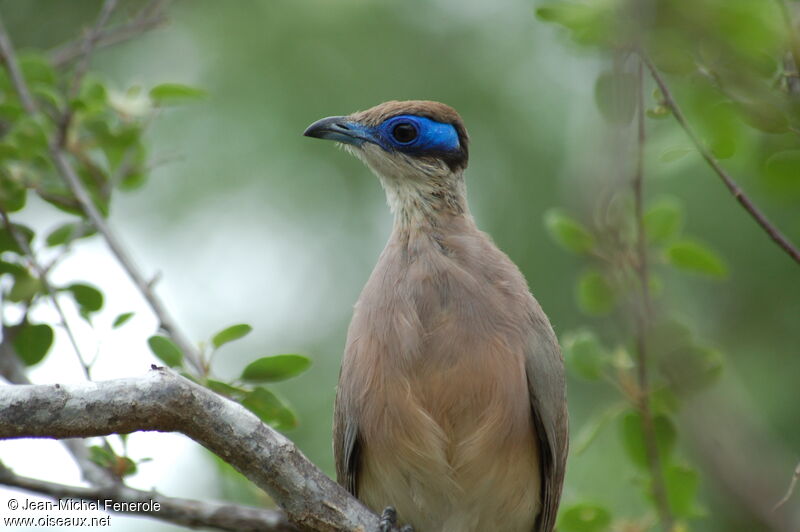 Coua à tête oliveadulte