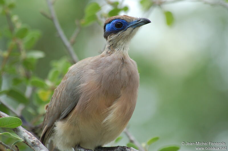 Coua à tête oliveadulte