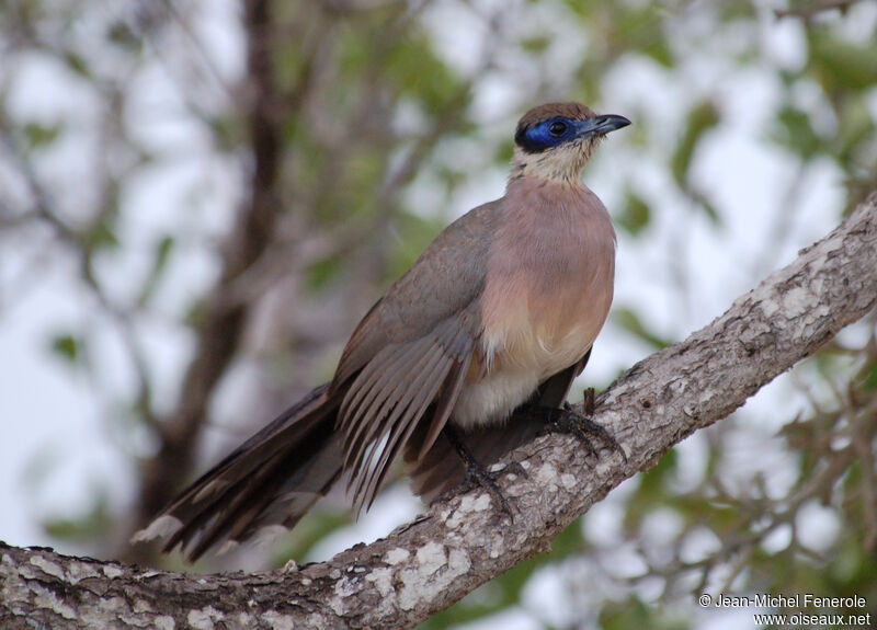 Olive-capped Couaadult