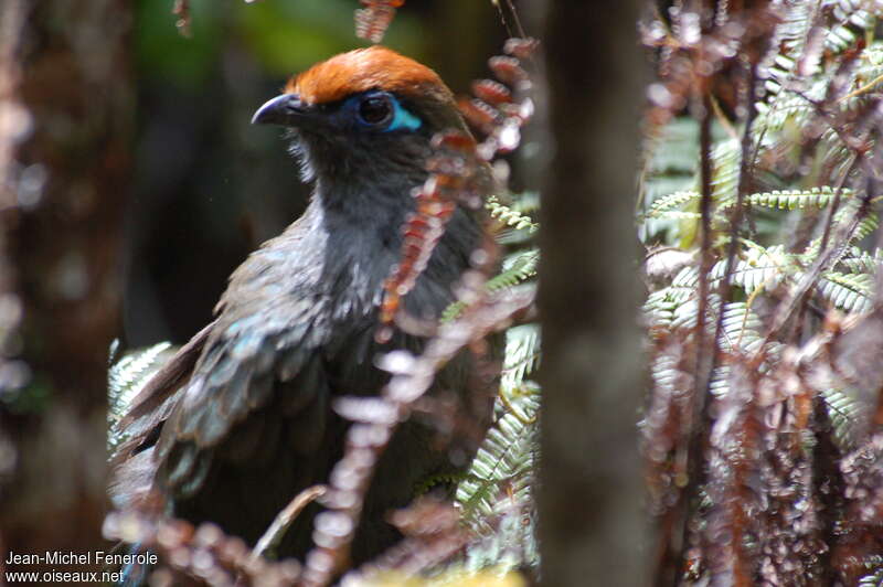 Red-fronted Couaadult