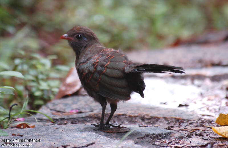 Coua de Reynaudjuvénile