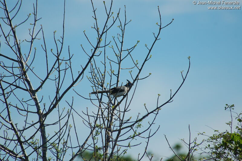 Verreaux's Coua