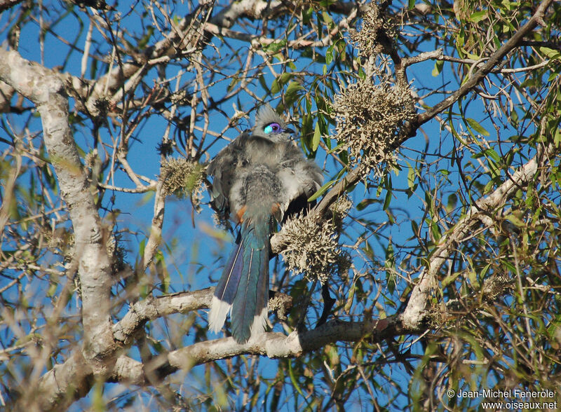 Crested Couaadult