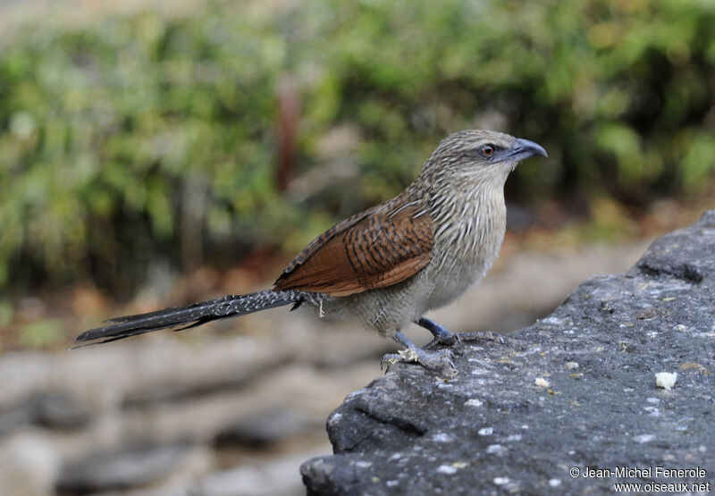 White-browed Coucal