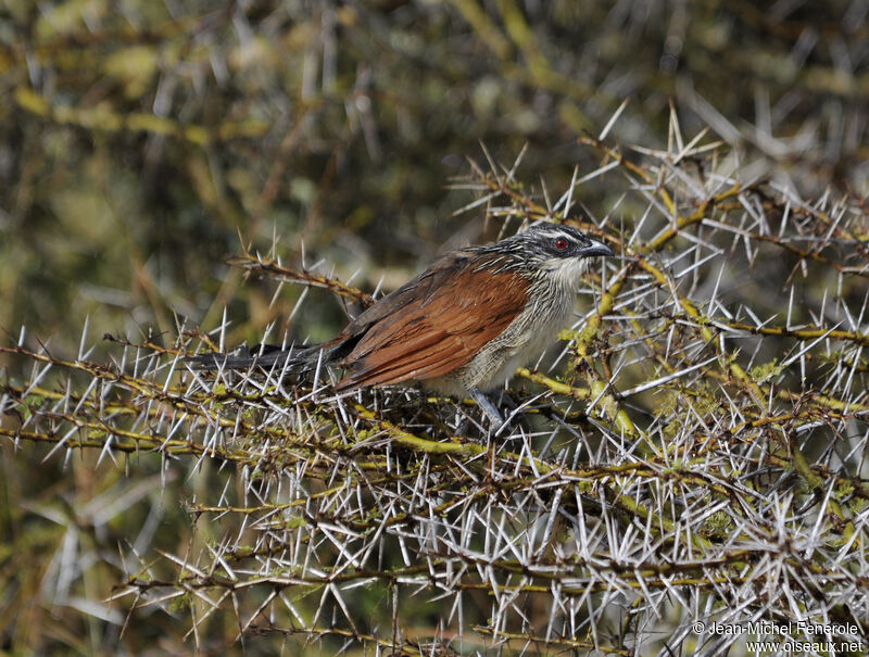 Coucal à sourcils blancs