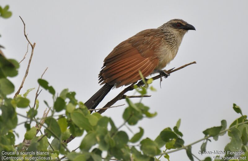 Coucal à sourcils blancs