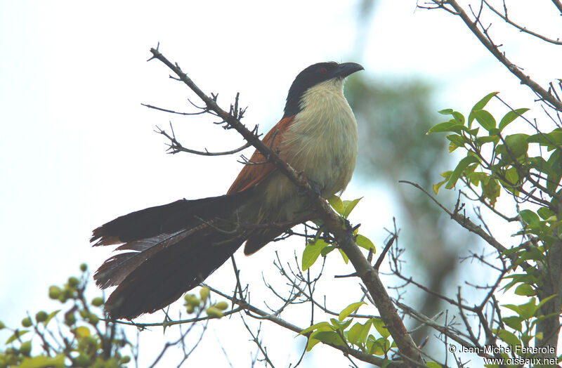 Coucal de Burchell