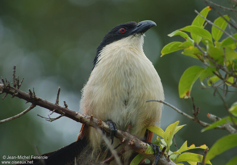 Coucal de Burchell, identification